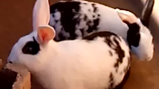 Bunny group playing