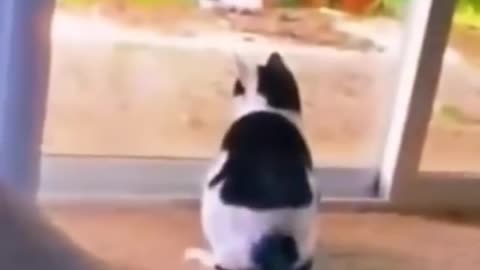 Cute animal funny videos
