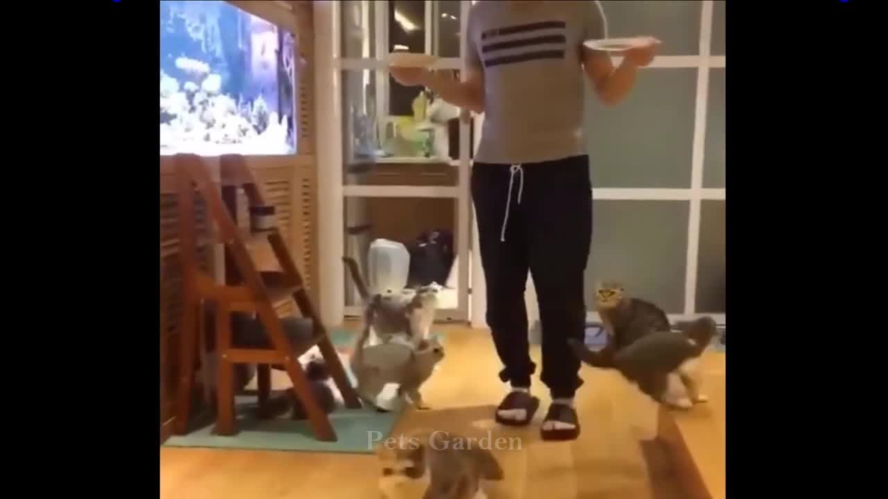 Compilação de Animais Bonitos e Animais Engraçados #126💗