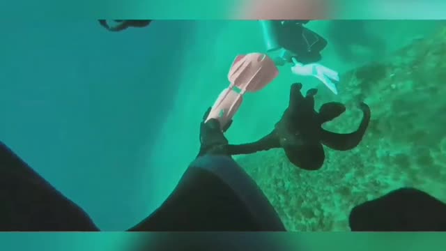 Octopus trying to play with scuba diver