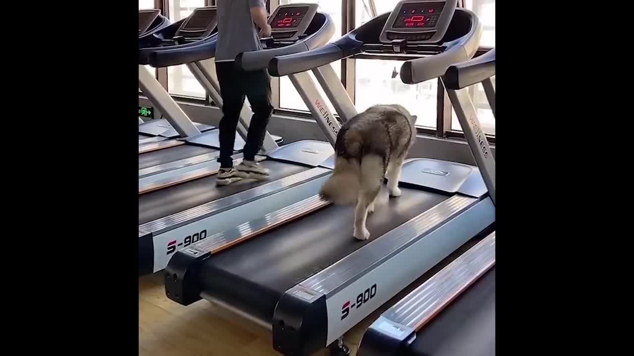 Cute and Funny Cat Dog Videos Compilation #88