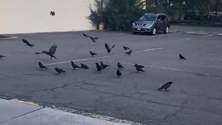 Crow struggle for food