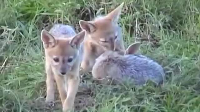 Cute Baby Animals Love to Play