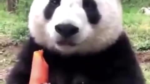 Panda meal