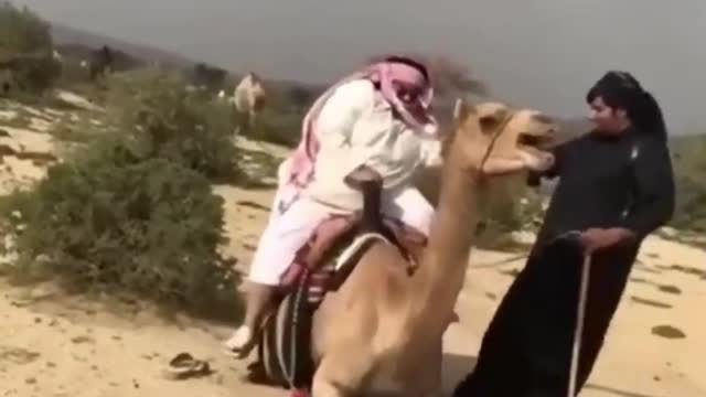 Funny camel ride