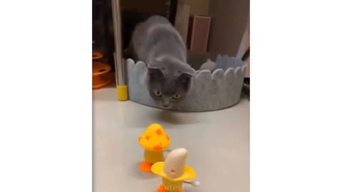 Cute cats playing with toys 😂❤️ | cute Little cat | cute kitten and puppies 😺❤️