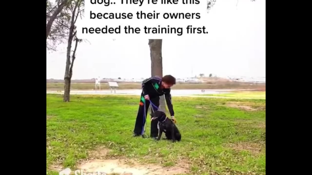Helping The World’s Most Aggressive, Fearful And Difficult Dogs. The Dog Daddy.