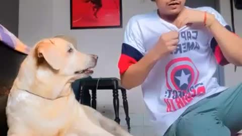 Best dog's comedy video