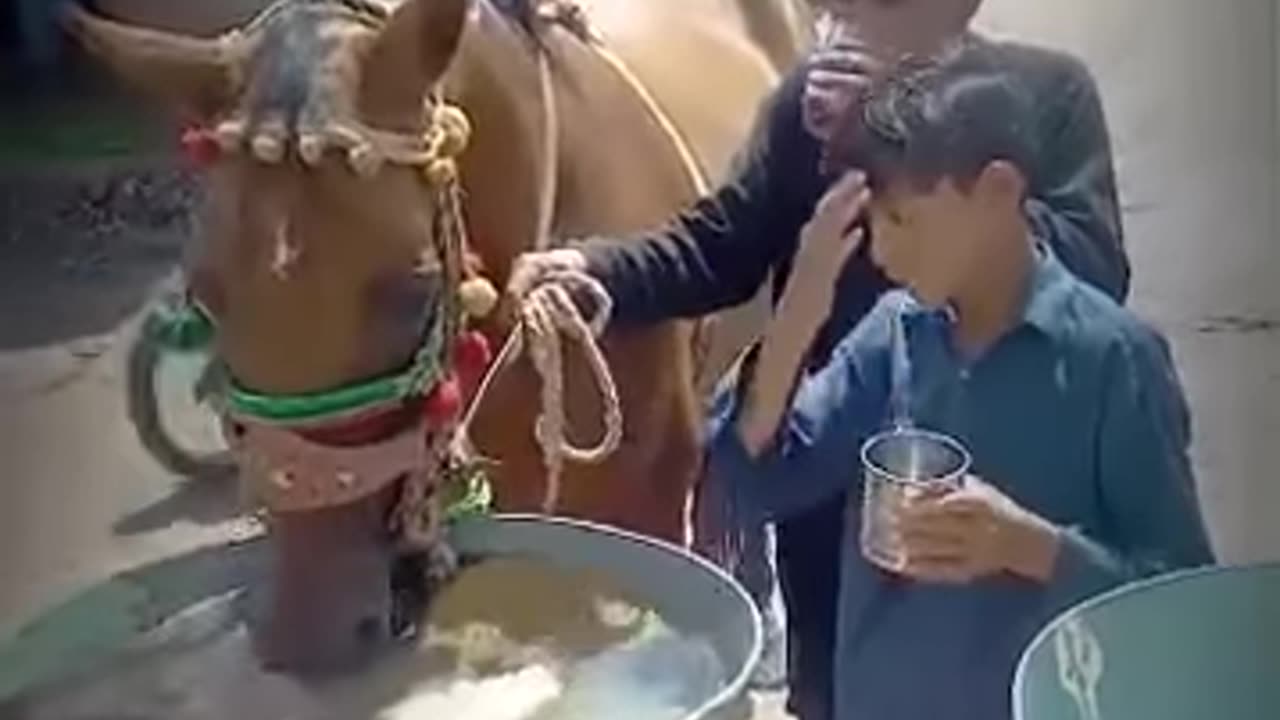 People belonging to the Shia sect feed the water to people which is left by horses' foals