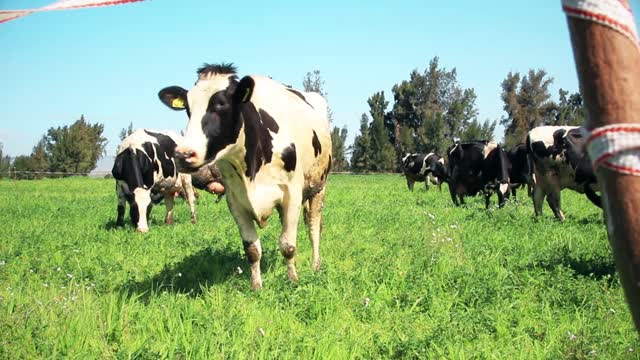 Cow 🐄🐮