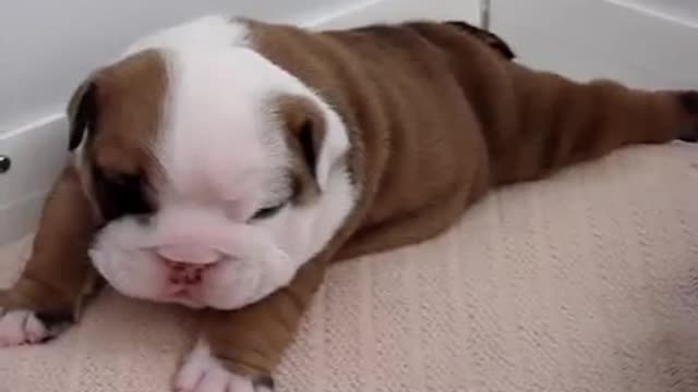 Bulldog baby 2 weeks old