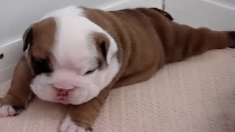 Bulldog baby 2 weeks old