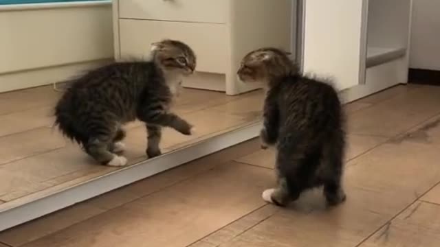 How Cute is this? #cat