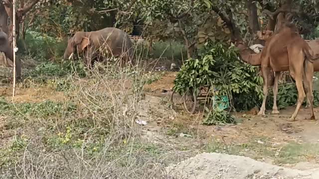 Real elephants and camels in field