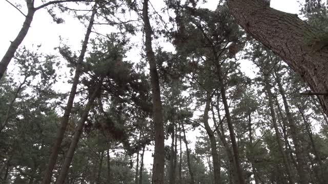 Tree scenery in gloomy weather