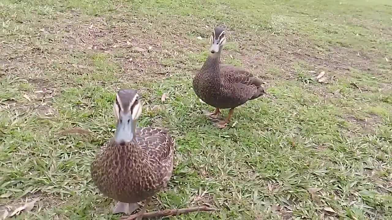 Brisbane swan family coming to greet me when I arrive at the lake, along with ot