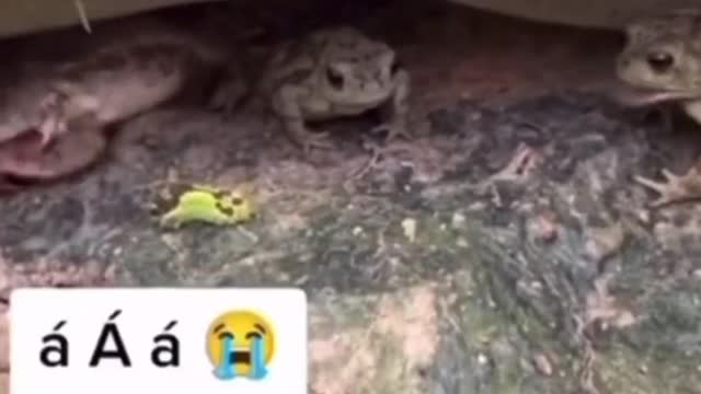 Funny animal video