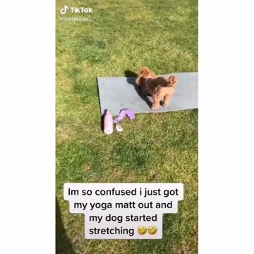 Funny Doggos Videos Compilation