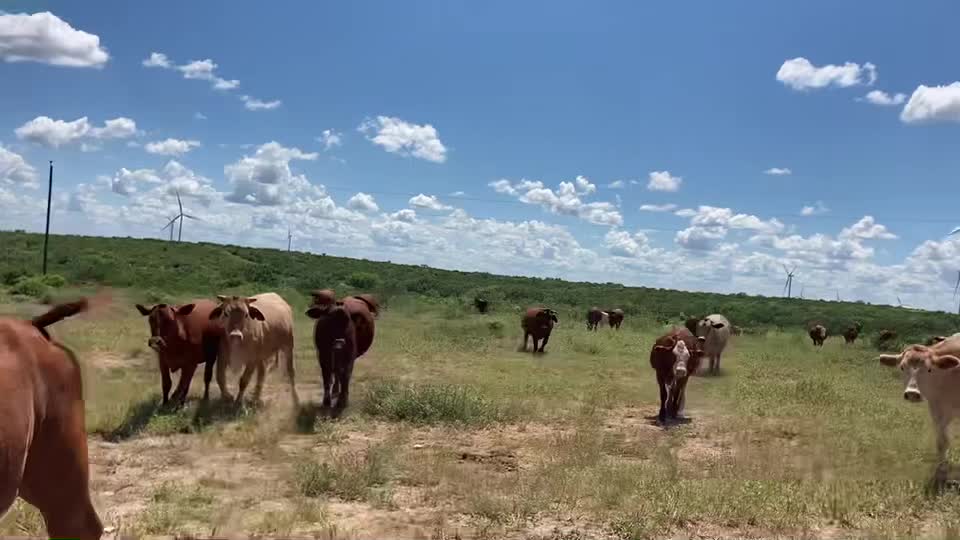 248- Exposed Beefmaster X Santa Gertrudis heifers.