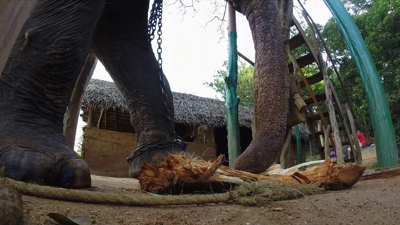 Elephant in captivity chewing plant