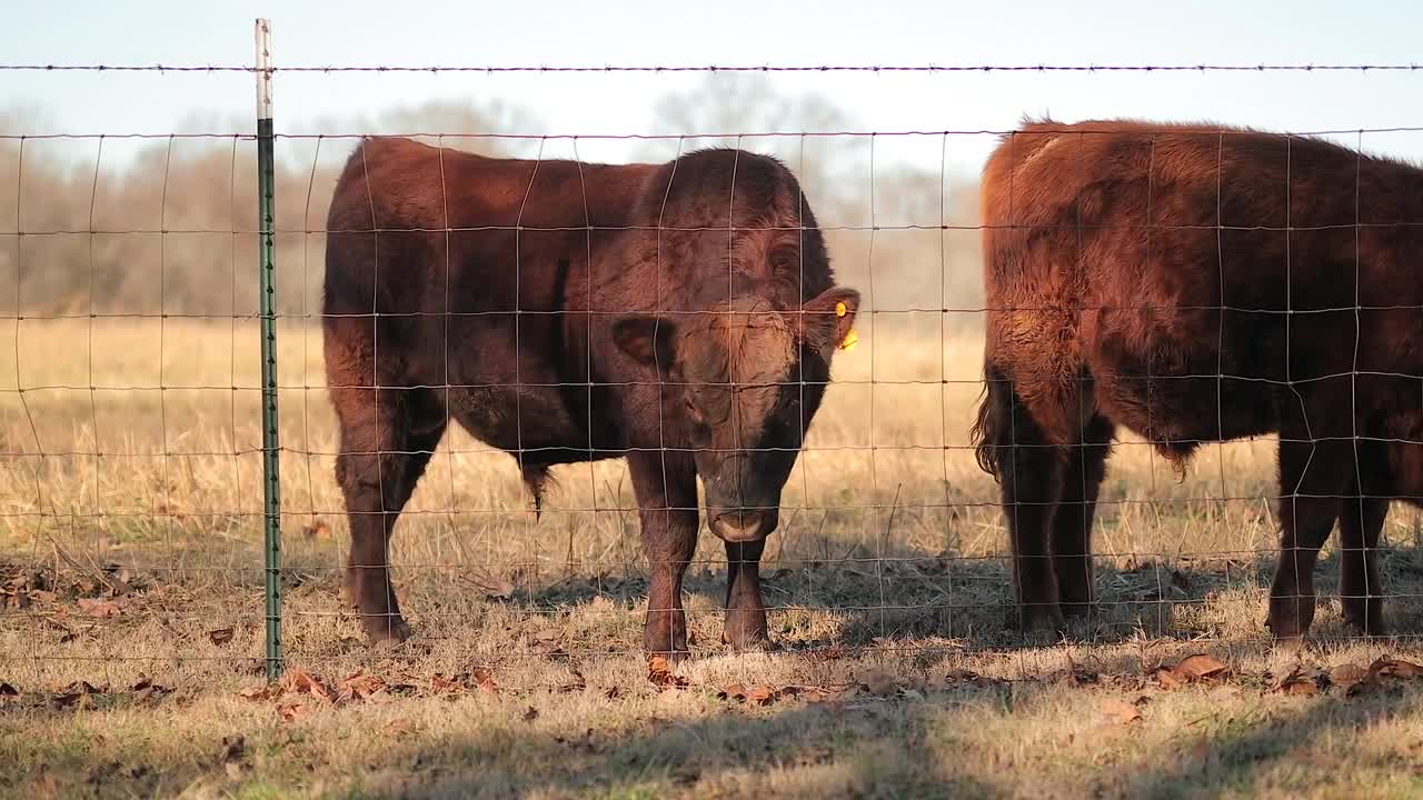 Cows In Grassy Field Walking Slider Shot