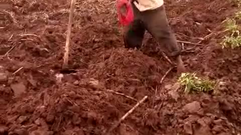 Uganda fields to farm