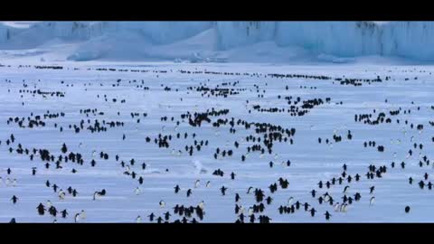 army of penguins