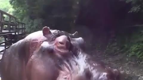 Hippo Eating Water Melon