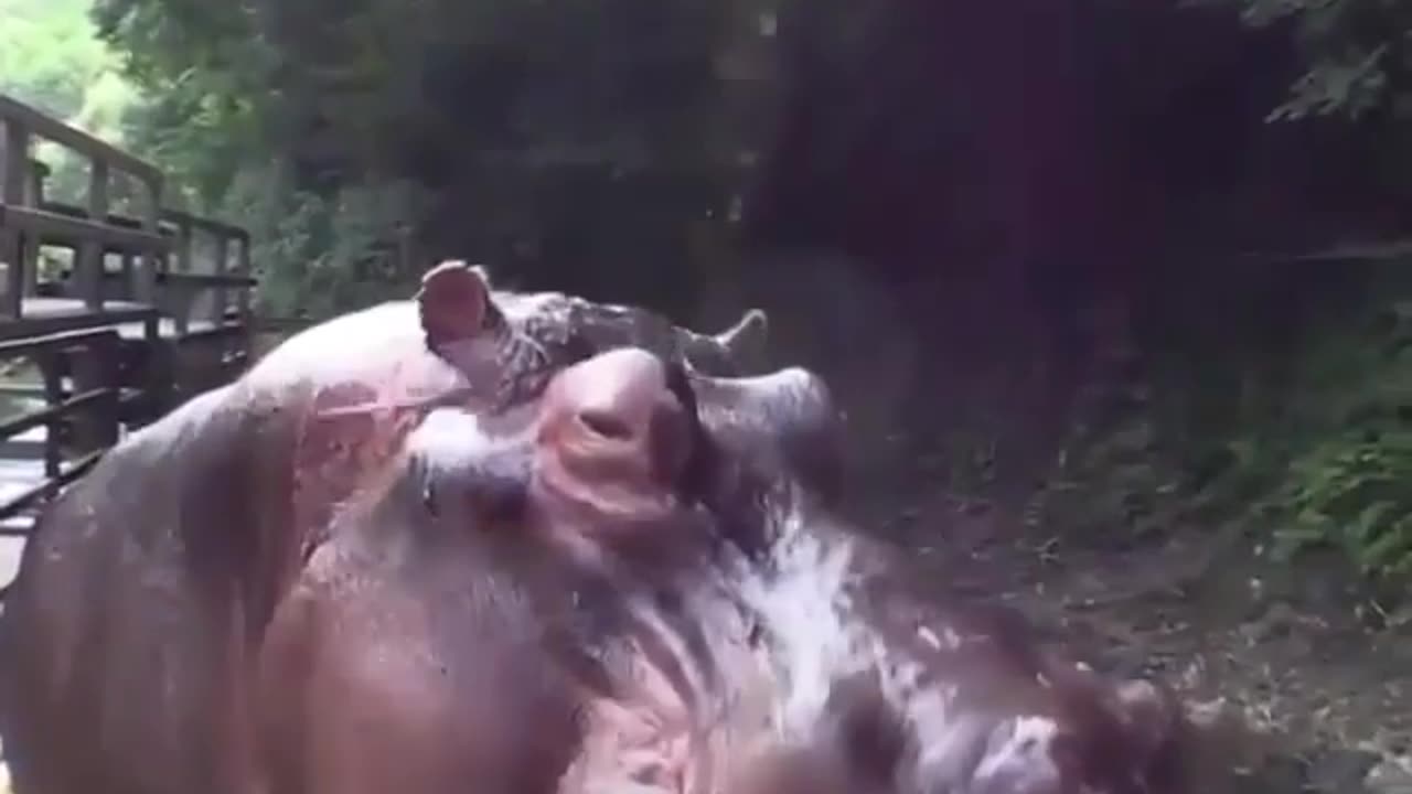 Hippo Eating Water Melon