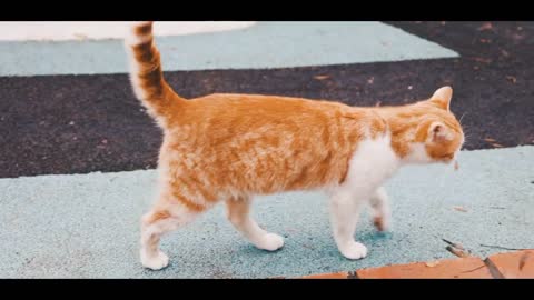 OMG Super Cute ♡ Cat walking on street😍