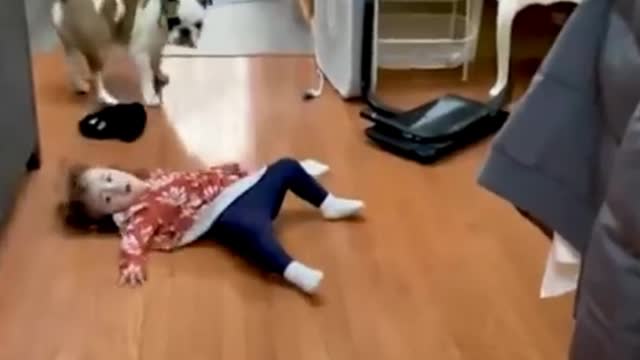 Funny Pets Compilation Funny Dogs, Cats & more animals! Try Not To Laugh 🤣