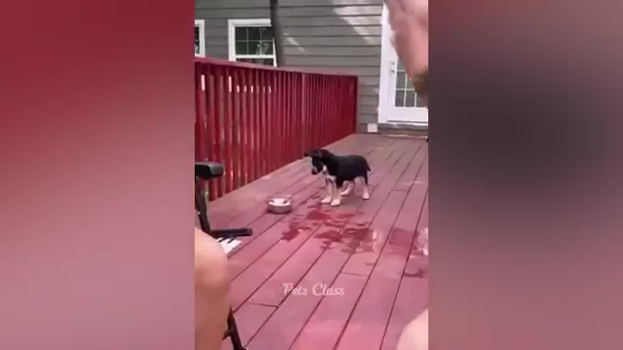 Funniest Animals 2023 π Funny Cats and Dogs Videos πΊπΆ Part 2