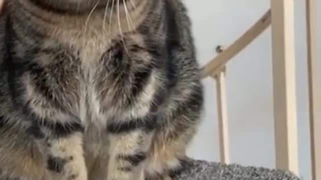 funny cats reaction videos #shorts