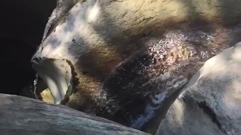 Water stream in the mountains