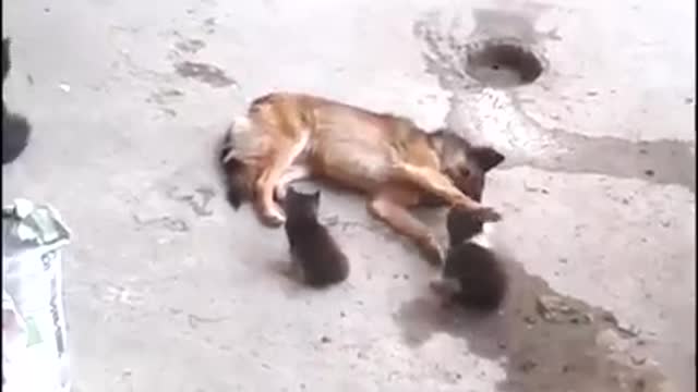 Cat and Kittens Meet An Old Friend