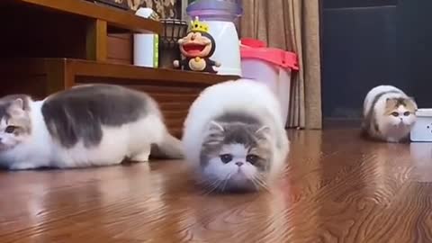 Two Cats Enjoying Together funny cat videos for kids