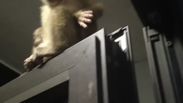 naughty monkey