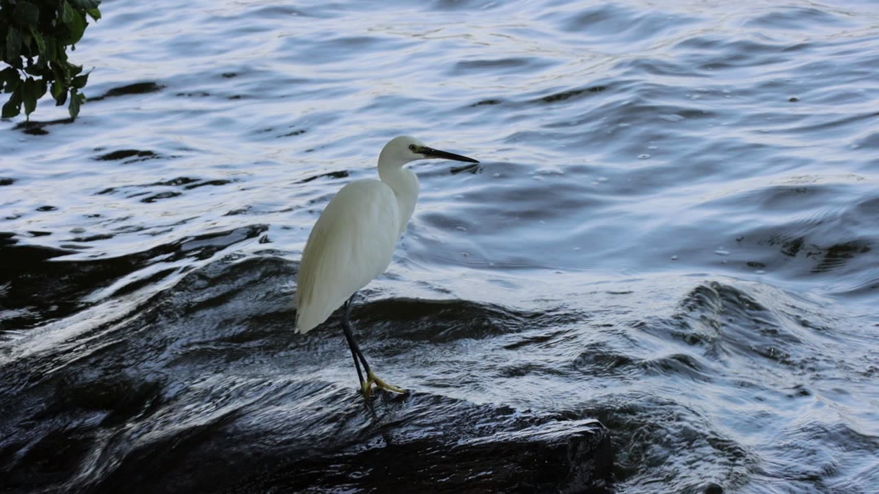 White Heron