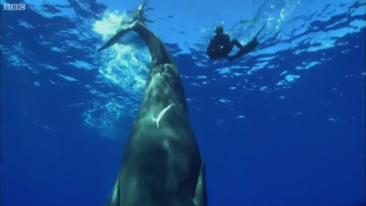 Swimming with Humpback Whales | Super Giant Animals | BBC Earth