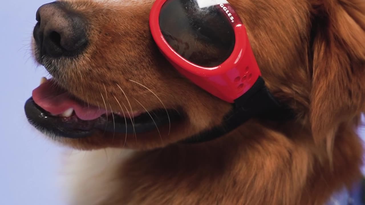 A Cute Dog with Red Sunglasses with smile