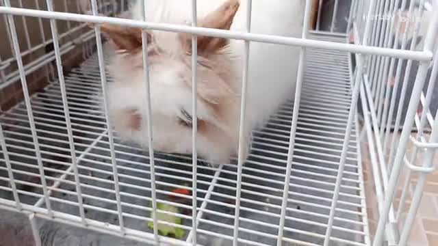 [Cute Pet Bunny] Feed the furry child hungry straight through the cage