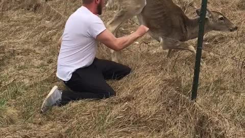 Saving a Deer Stuck on Barbed Wire Fence