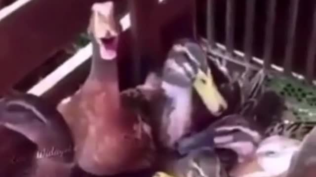 impossible not to laugh