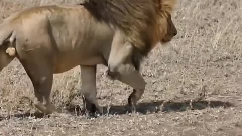 Cute lion cubs meet dad #shorts - cute baby lion