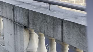 Friendly Seagull Barks on Balcony