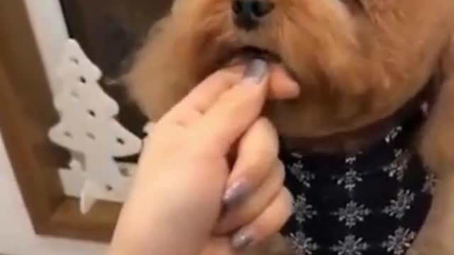 Cutest pussy dog grooming 🤩😍