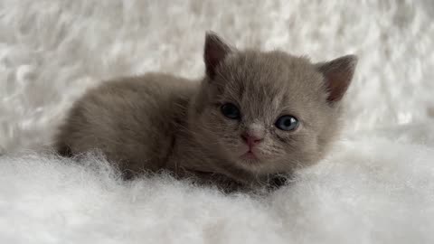 Tiny Kitten cute video