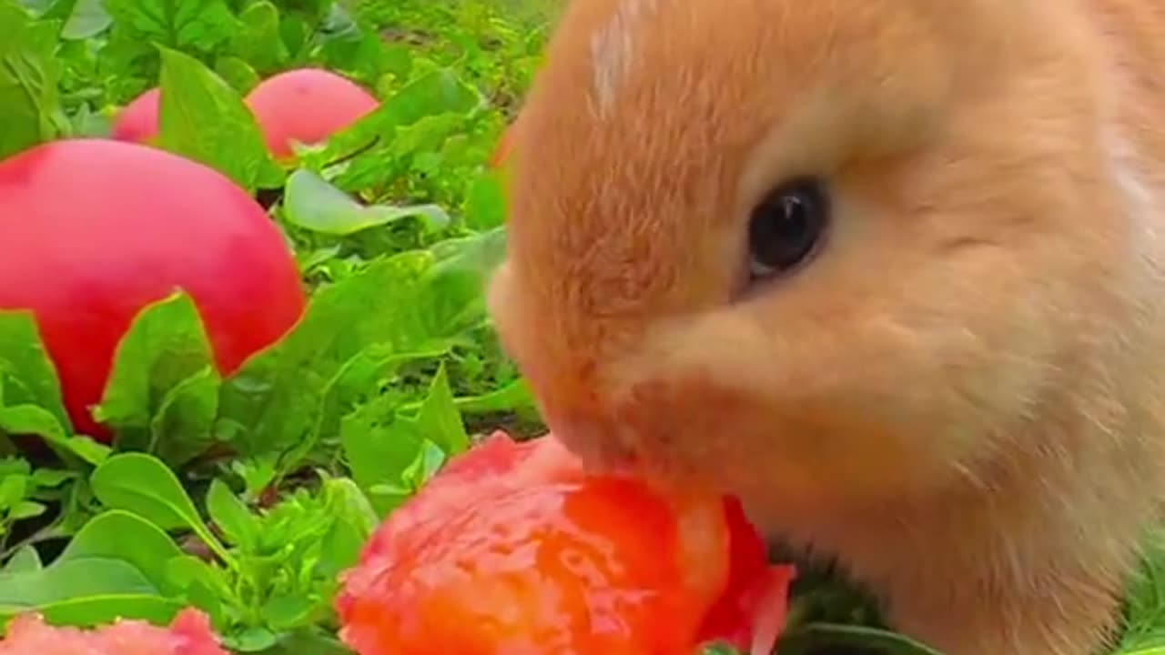 Cute Rabbit