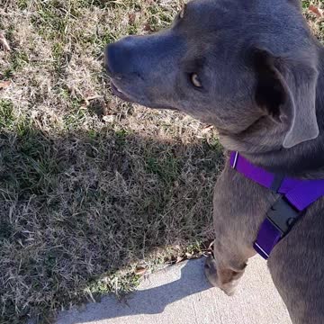 Big Dogs Now Tucker Carlson and Claire Bear 🐻