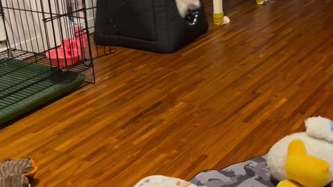 Playdog